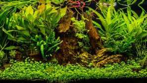 Jak si vybrat výživný substrát pro akvárium?